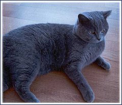 Gatti (83)